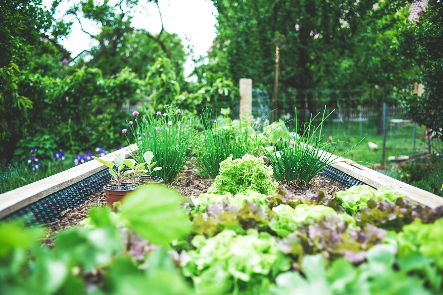 Hochbeet voller Salat und Schnittlauchblüten.
